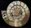 Cut & Polished Perisphinctes Ammonite - Madagascar #31818-3